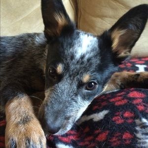 Meet your Posher, Angela